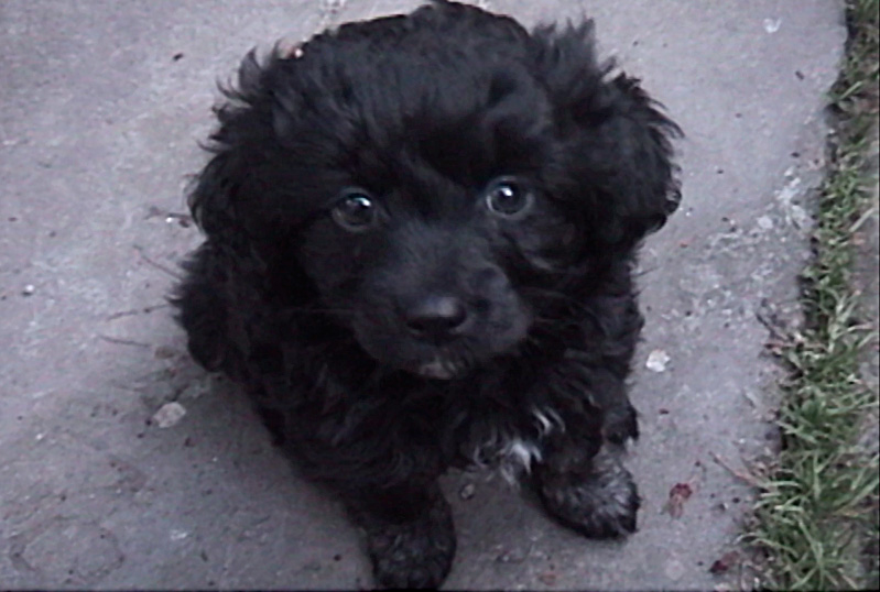 Rayita Gretel Rosa Andrade (Agosto 2003 – Febrero 2017), una historia de manada y linaje